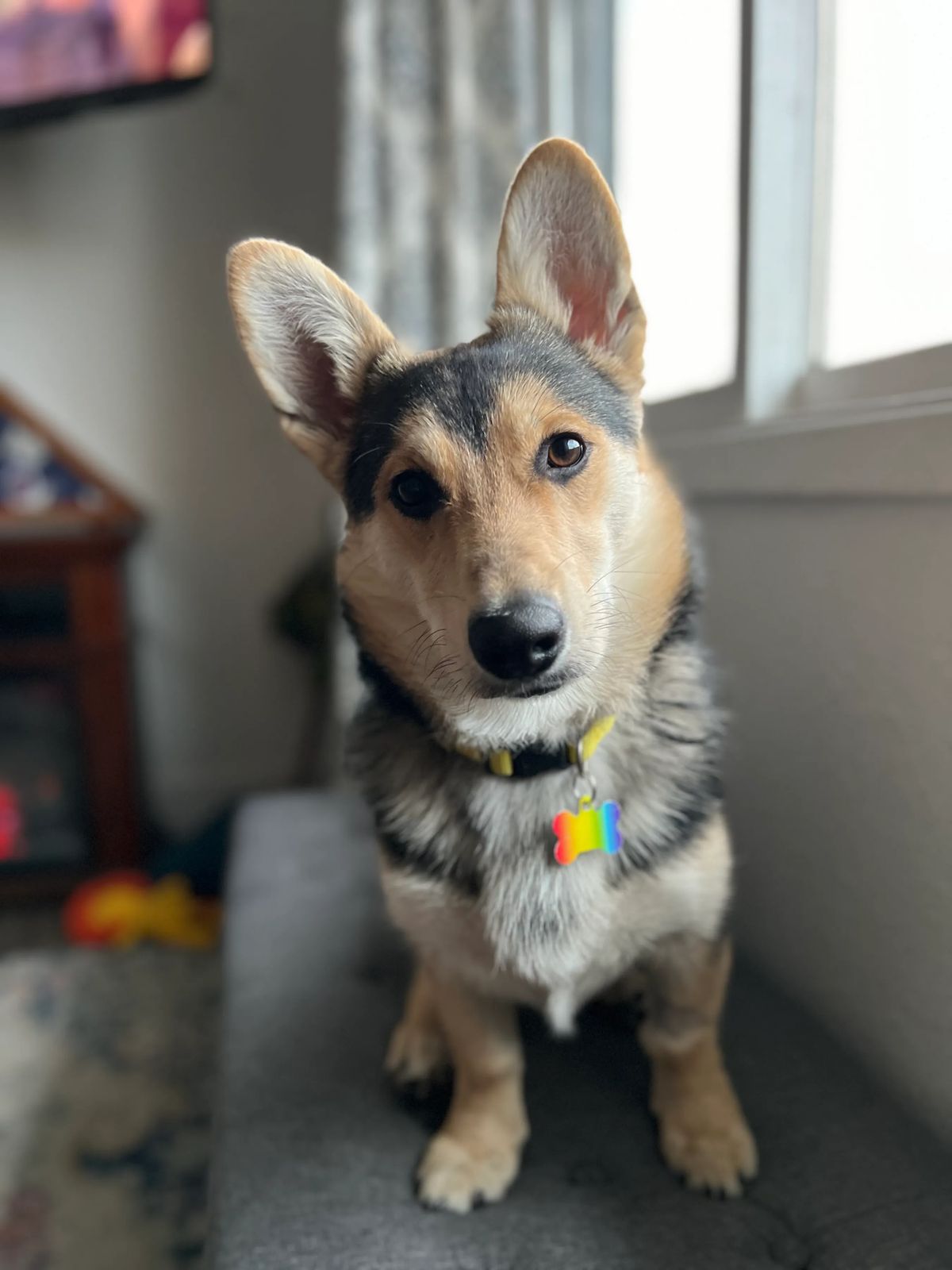 Jefferson, a support dog at Brighter Sky Counseling in Billings MT