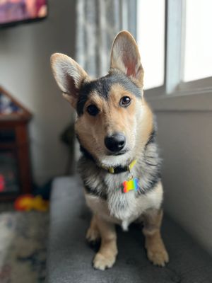 Jefferson, Support Dog