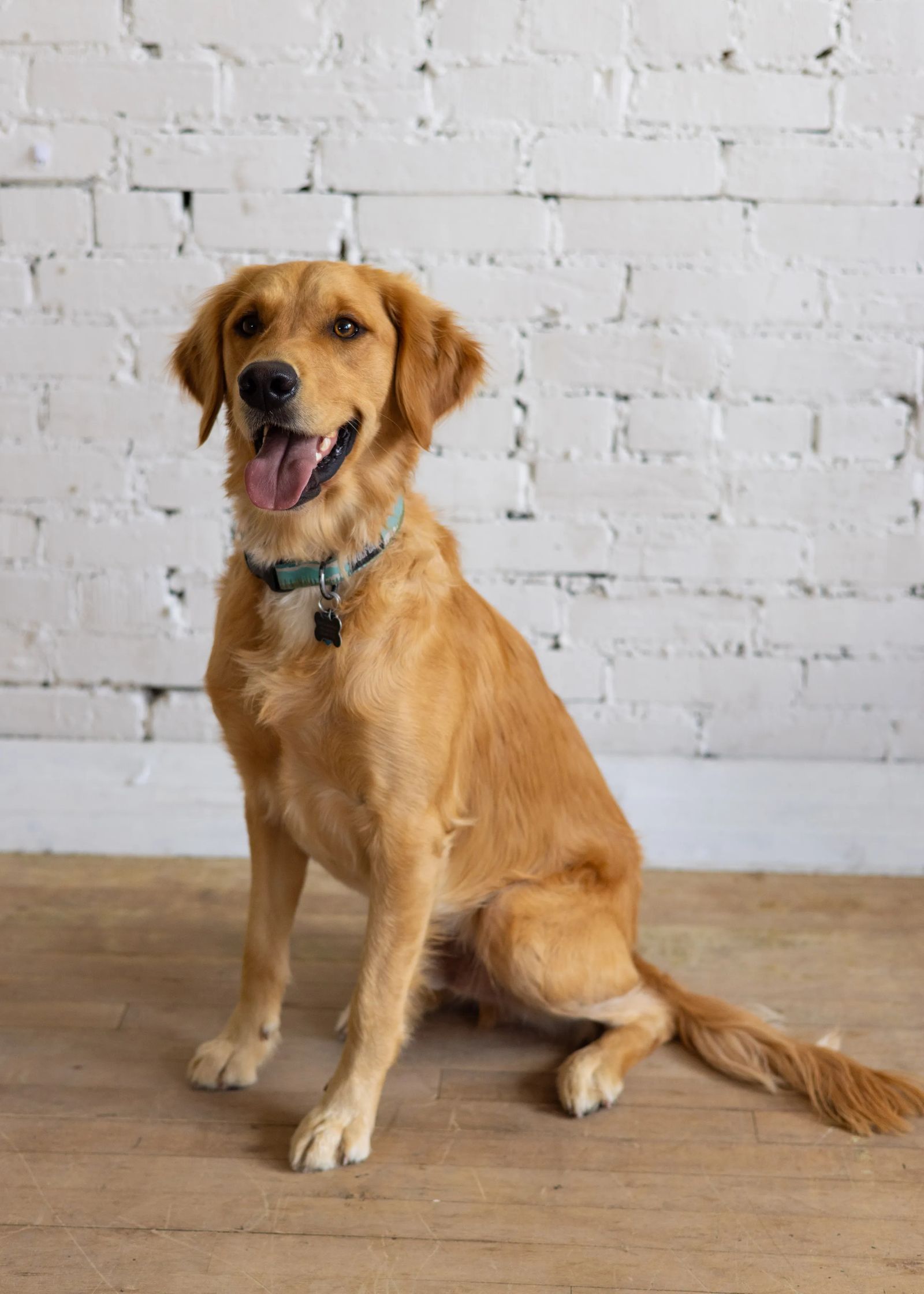 Lincoln Morgan's therapy dog